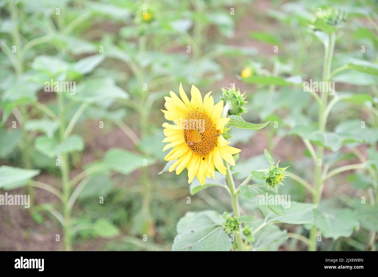 I girasoli fioriscono splendidamente e le api si siedono su di loro Foto Stock
