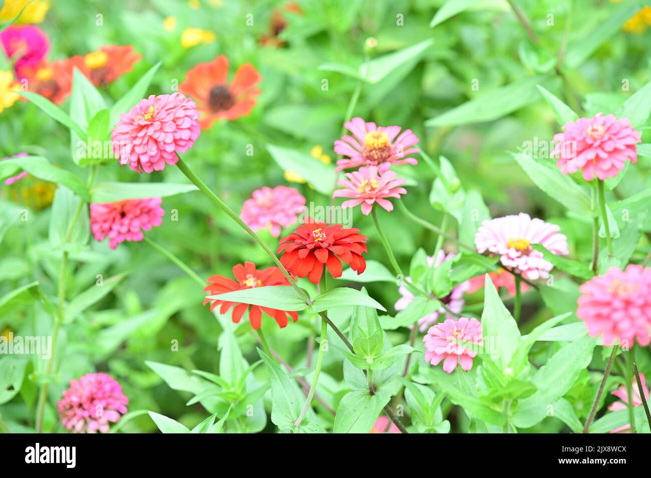 Gli elegans di Zinnia sono splendidamente fioriti nel giardino dei fiori Foto Stock