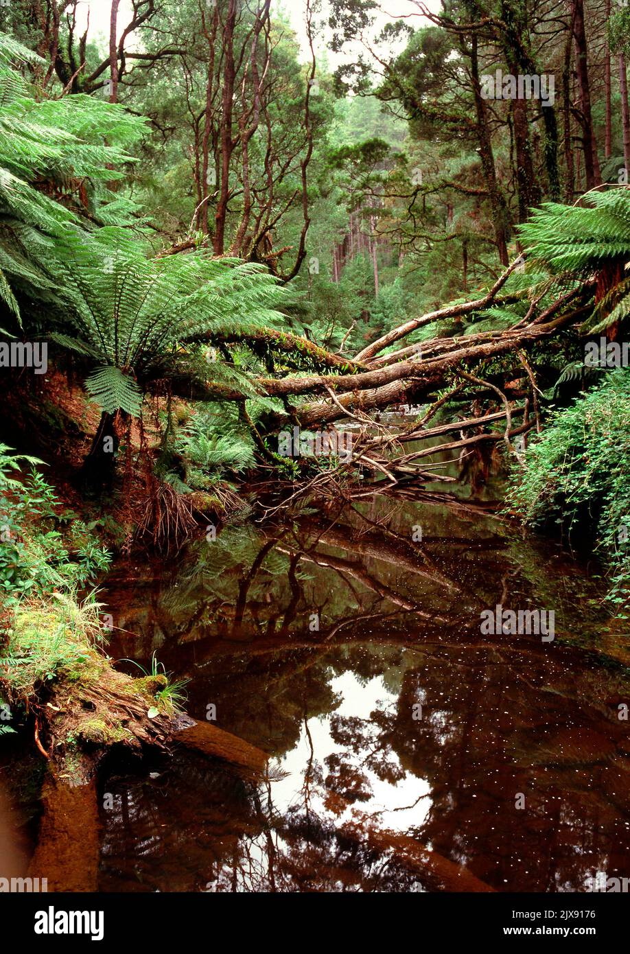 Fern alberi e Foresta nel Parco Nazionale Otway, Victoria, Australia Foto Stock