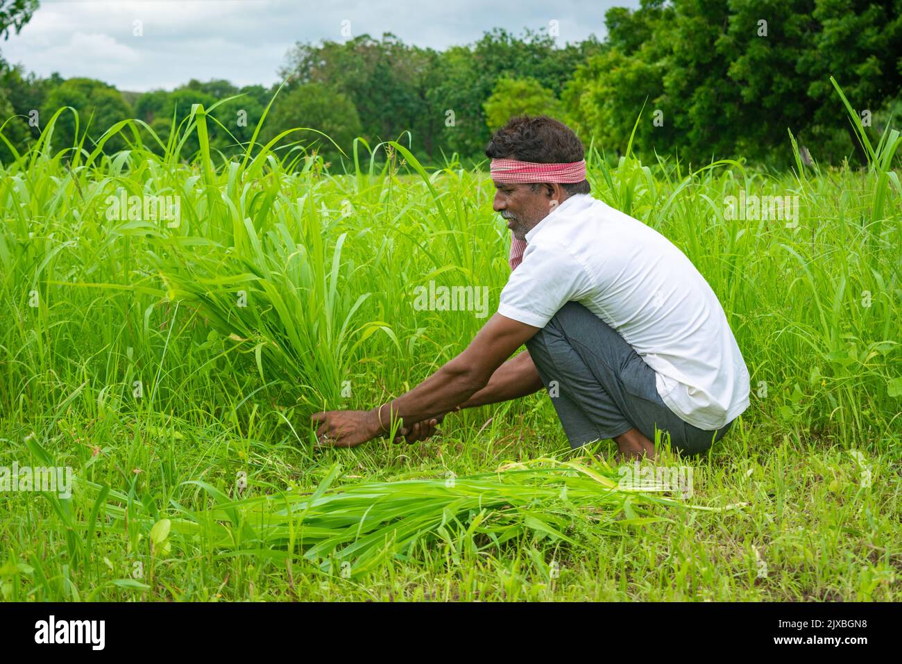 Uomo indiano che taglia erba con falce Foto Stock