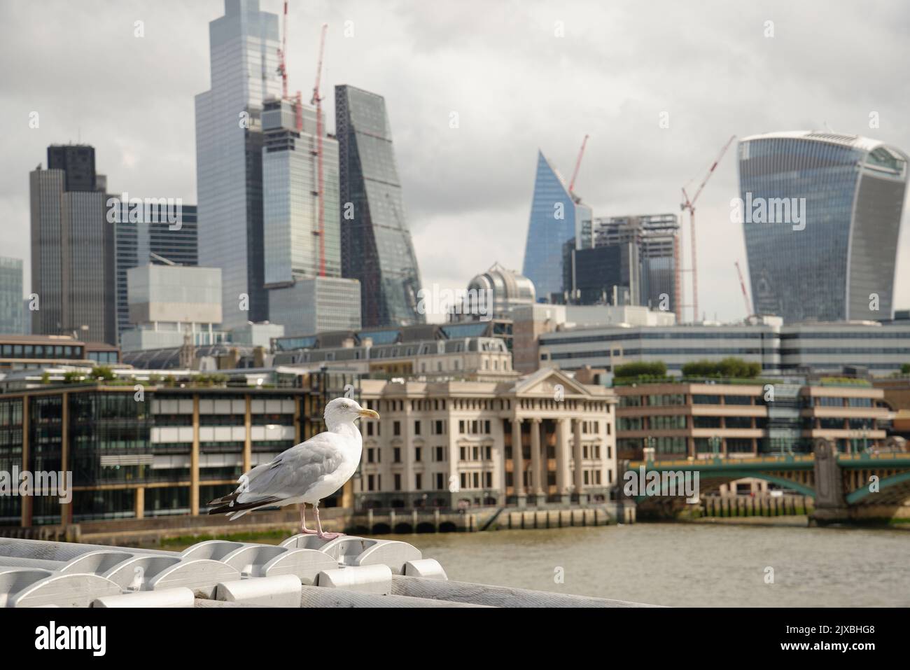 La città di Londra dal Millennium Bridge con un gabbiano solita. Foto Stock