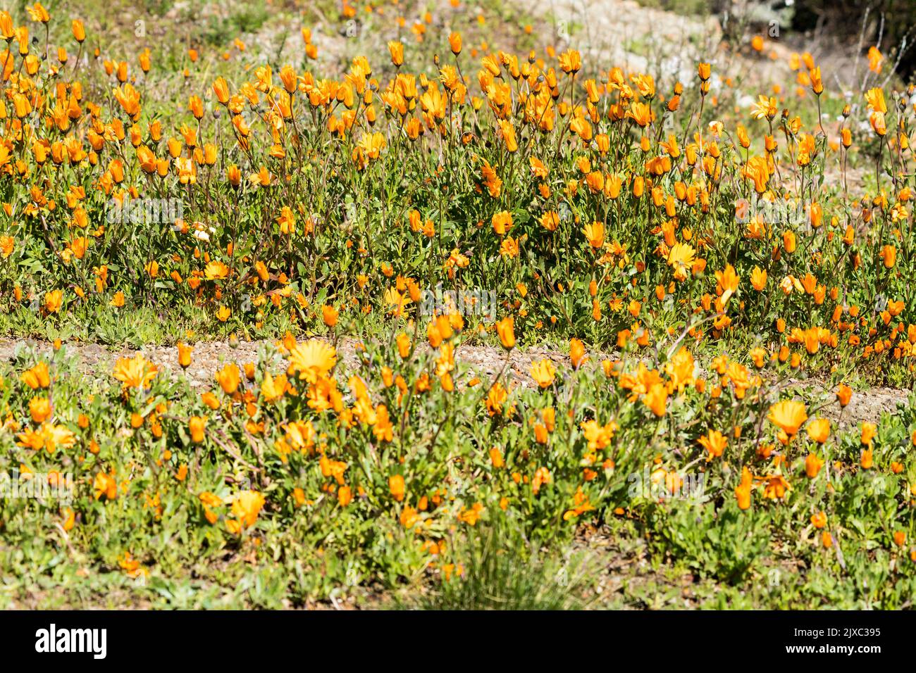 I fiori selvatici primaverili hanno chiuso i petali nel Capo Occidentale, Sud Africa astratto sfondo naturale o sfondo primo piano Foto Stock