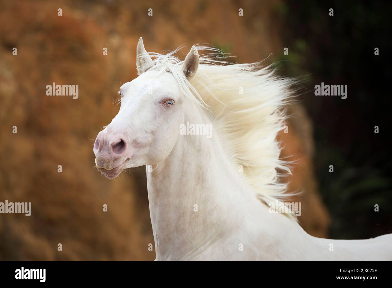 Oldenburg Horse. Ritratto di stallone cremello. Nuova Zelanda Foto Stock