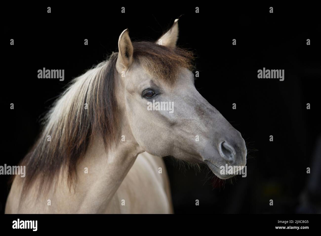 Cavallo primitivo polacco. Ritratto di dun adulto, visto su uno sfondo nero Foto Stock