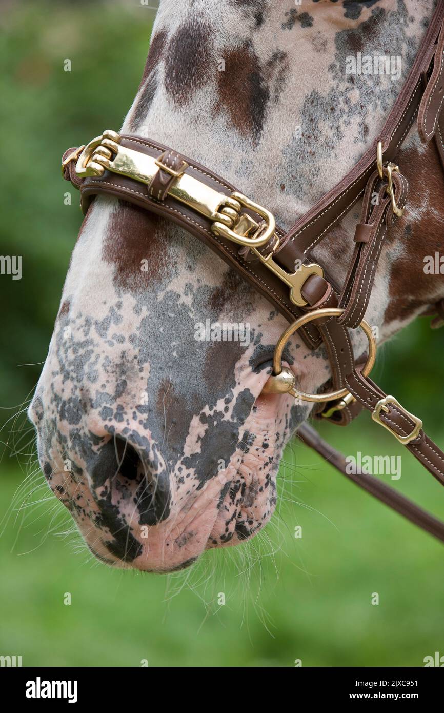 Krabup Horse indossa una cavesson affondo. Germania Foto Stock