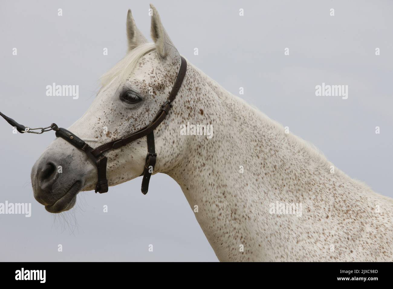 Cavallo Arabo con cavaliere affondo. Germania Foto Stock