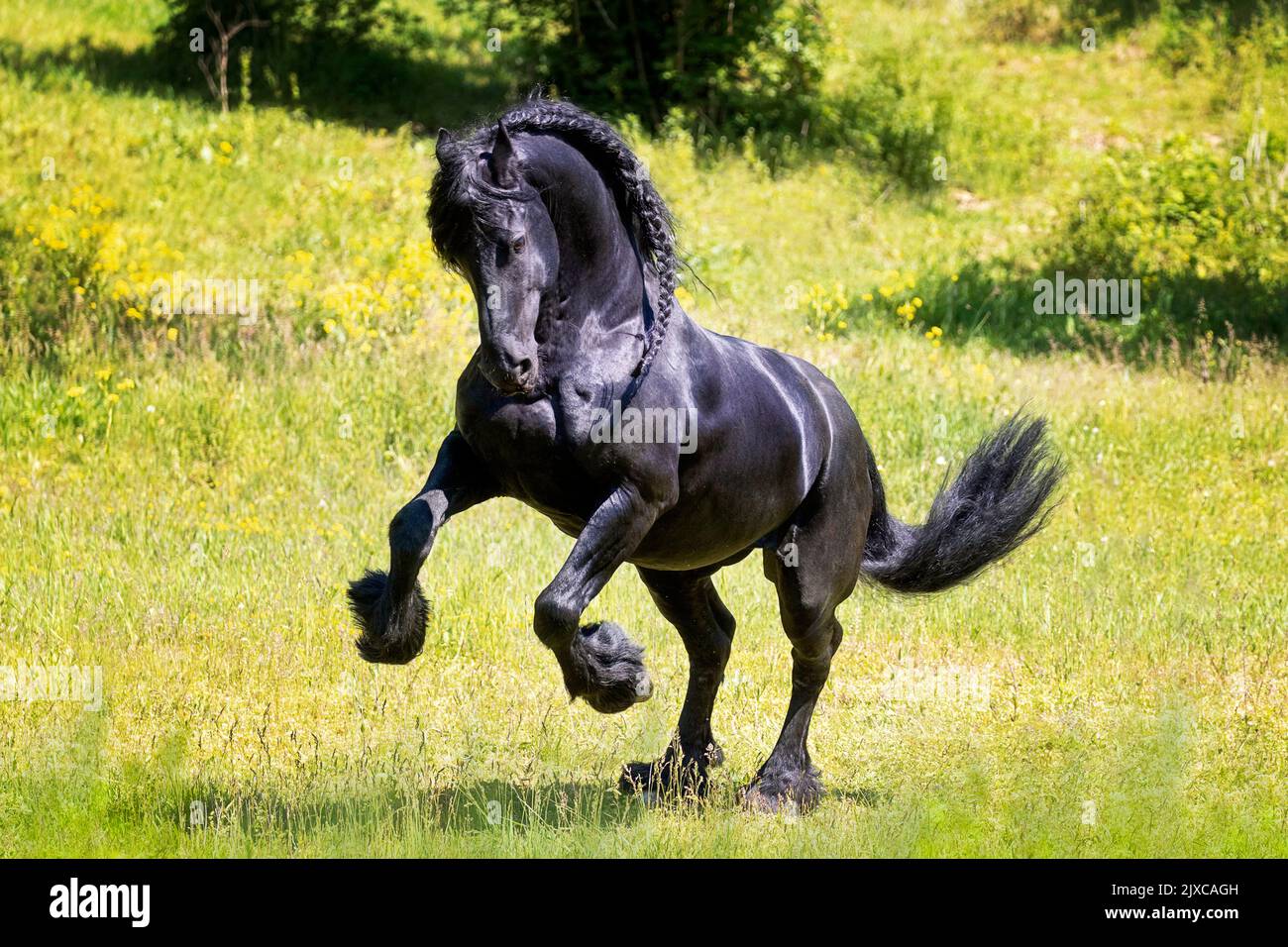 Cavallo Frisone. Stallone nero che si presenta in un prato. Germania Foto Stock