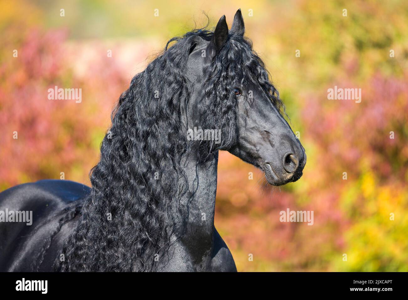 Cavallo frisone. Ritratto di stallone nero in autunno. Germania Foto Stock