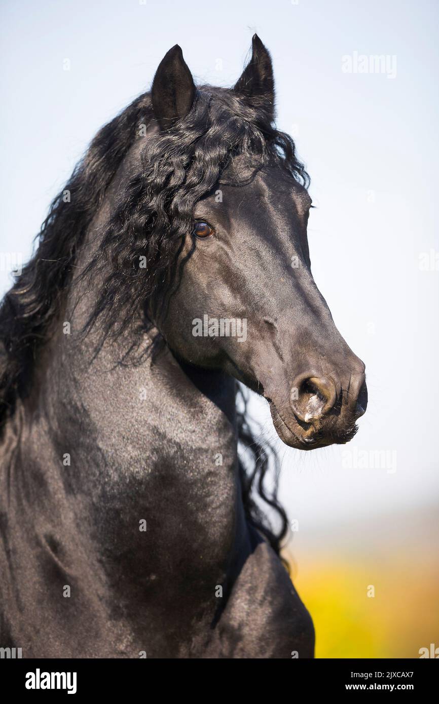 Cavallo frisone. Ritratto di stallone nero. Germania Foto Stock