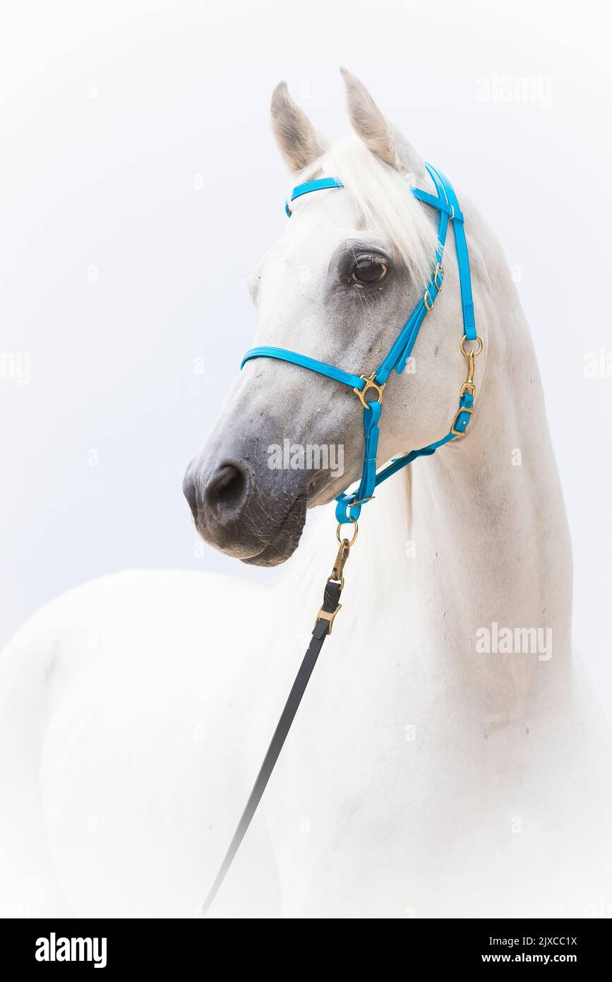 Cavallo Arabo. Ritratto di gelding grigio con alone, visto su sfondo bianco. Germania Foto Stock
