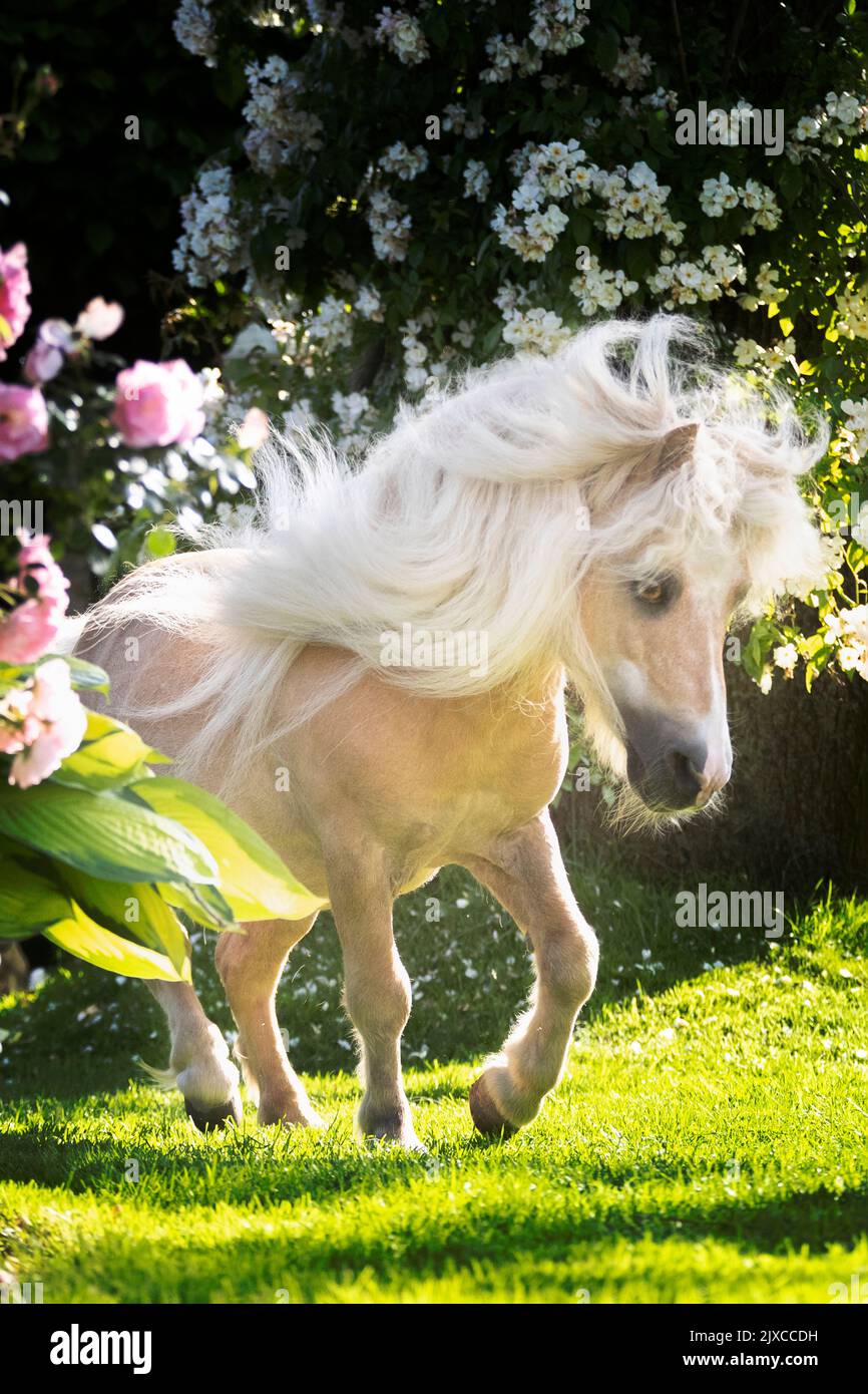 American Miniature Horse. Stallone Palomino che cammina tra rose fiorite. Germania Foto Stock