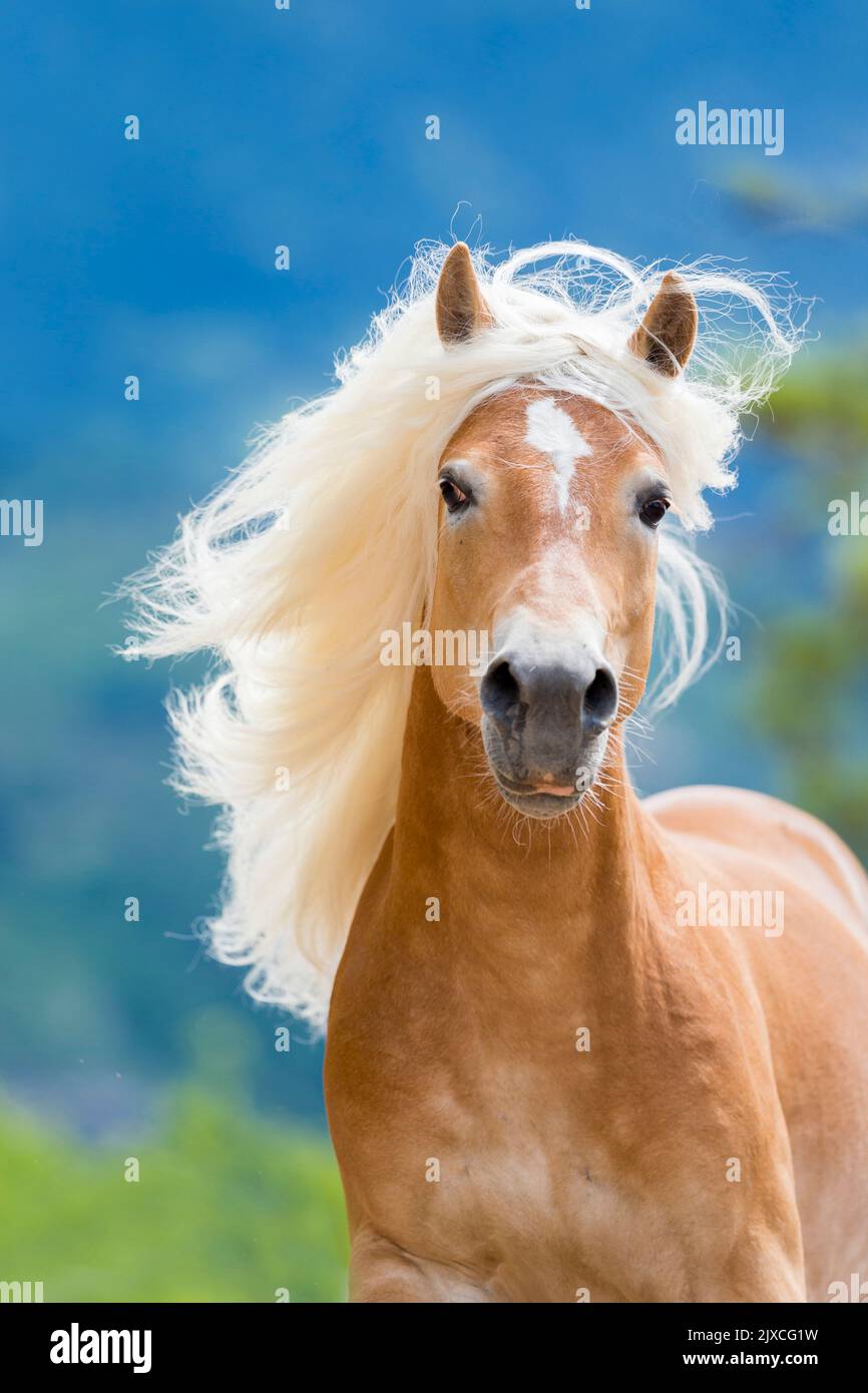 Cavallo Haflinger. Ritratto di stallone adulto con criniera che scorre. Austria Foto Stock