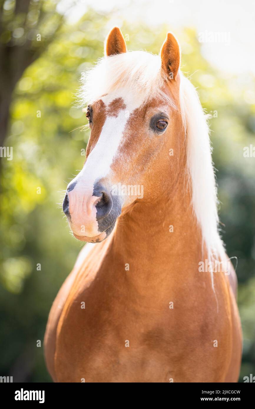 Cavalli di Razza Haflinger. Ritratto di castrazione di castagno. Germania Foto Stock