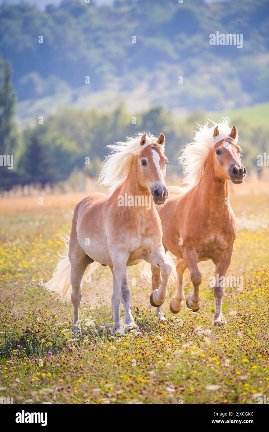 Haflinger Horse. Due cavalli che galoppano in un prato fiorito. Germania Foto Stock