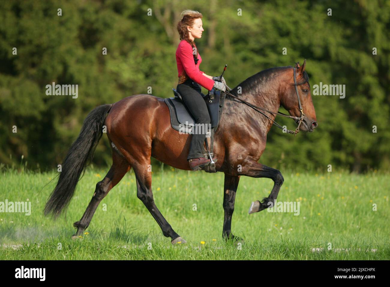 Paso Iberoamericano con cavaliere al rospo su un prato. Foto Stock