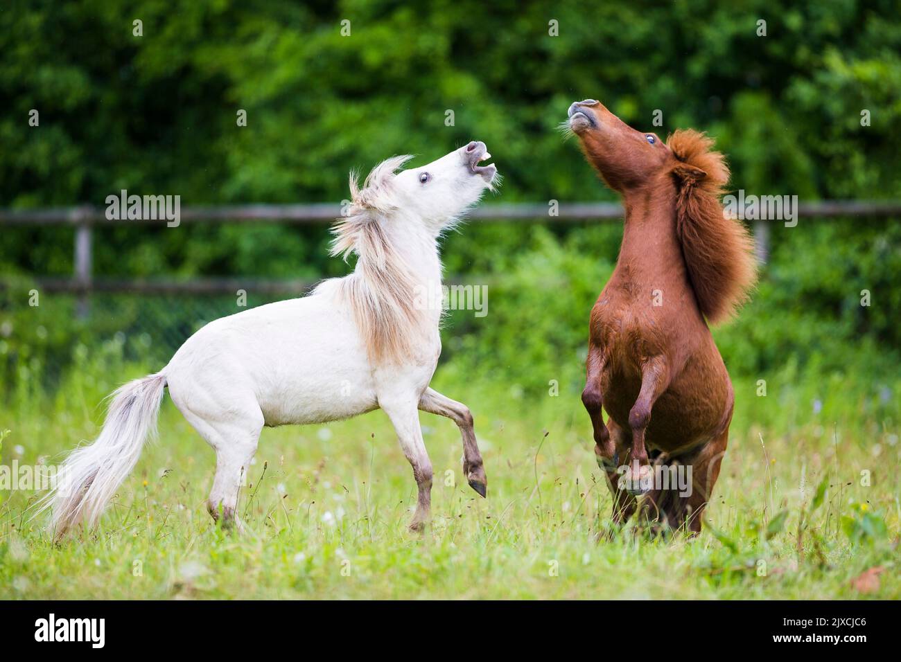 Castagno mini pony stallone nel prato Foto stock - Alamy