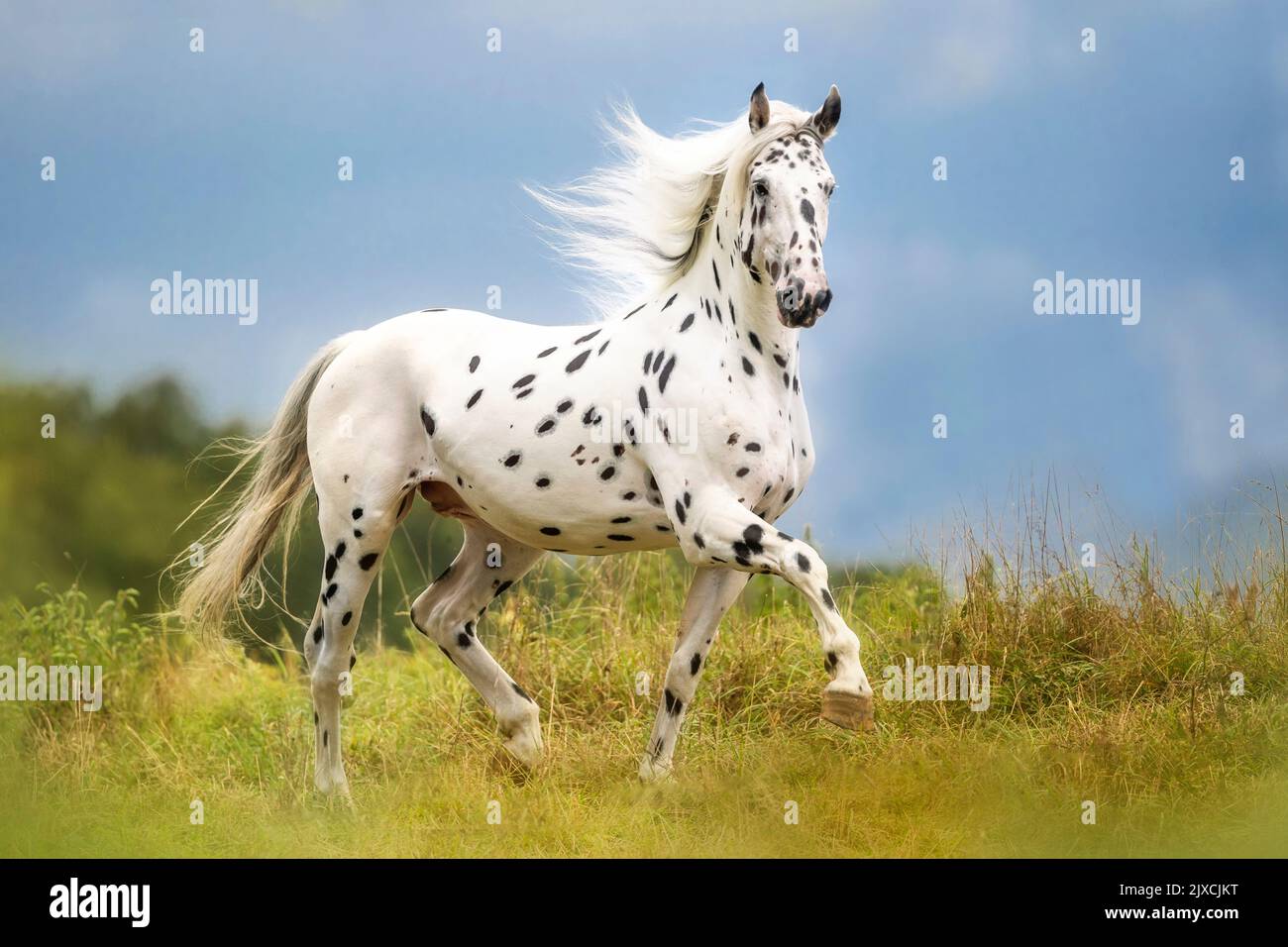 Knabstrup cavallo. Adulto stallone al galoppo su un pascolo. Austria Foto Stock