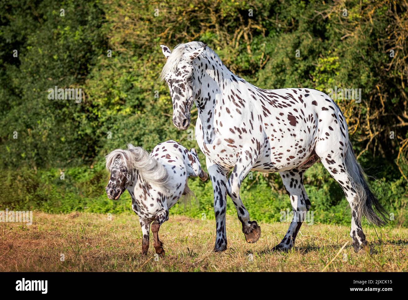 Cavallo di Knabroup e pony di Falabella. Il pony calci contro il suo grande amico. Austria Foto Stock