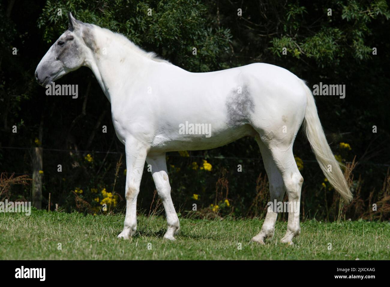 Irish Sport Horse, cacciatore irlandese. pinto grigio in piedi, visto di lato. Irlanda Foto Stock