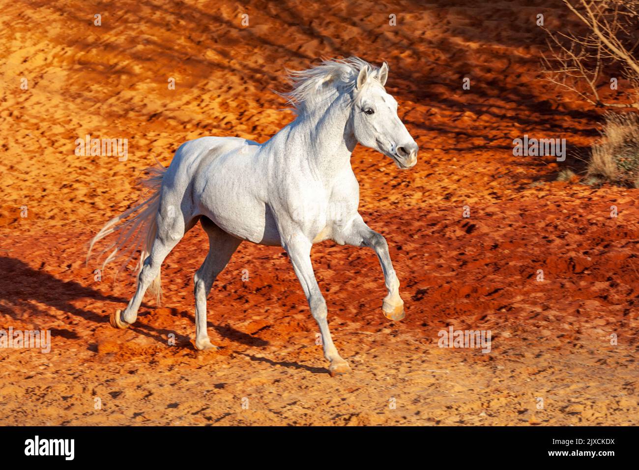 Cavallo iberico. Gray mare galoppante in sabbia ocra. Camargue, Francia Foto Stock