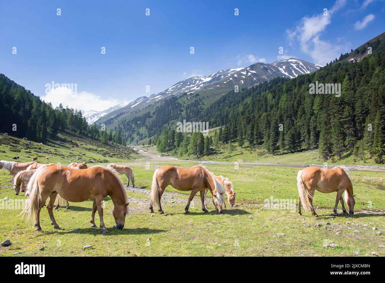 Cavallo Haflinger. Pascolo di mandria su un pascolo alpino. Alto Adige, Italia Foto Stock