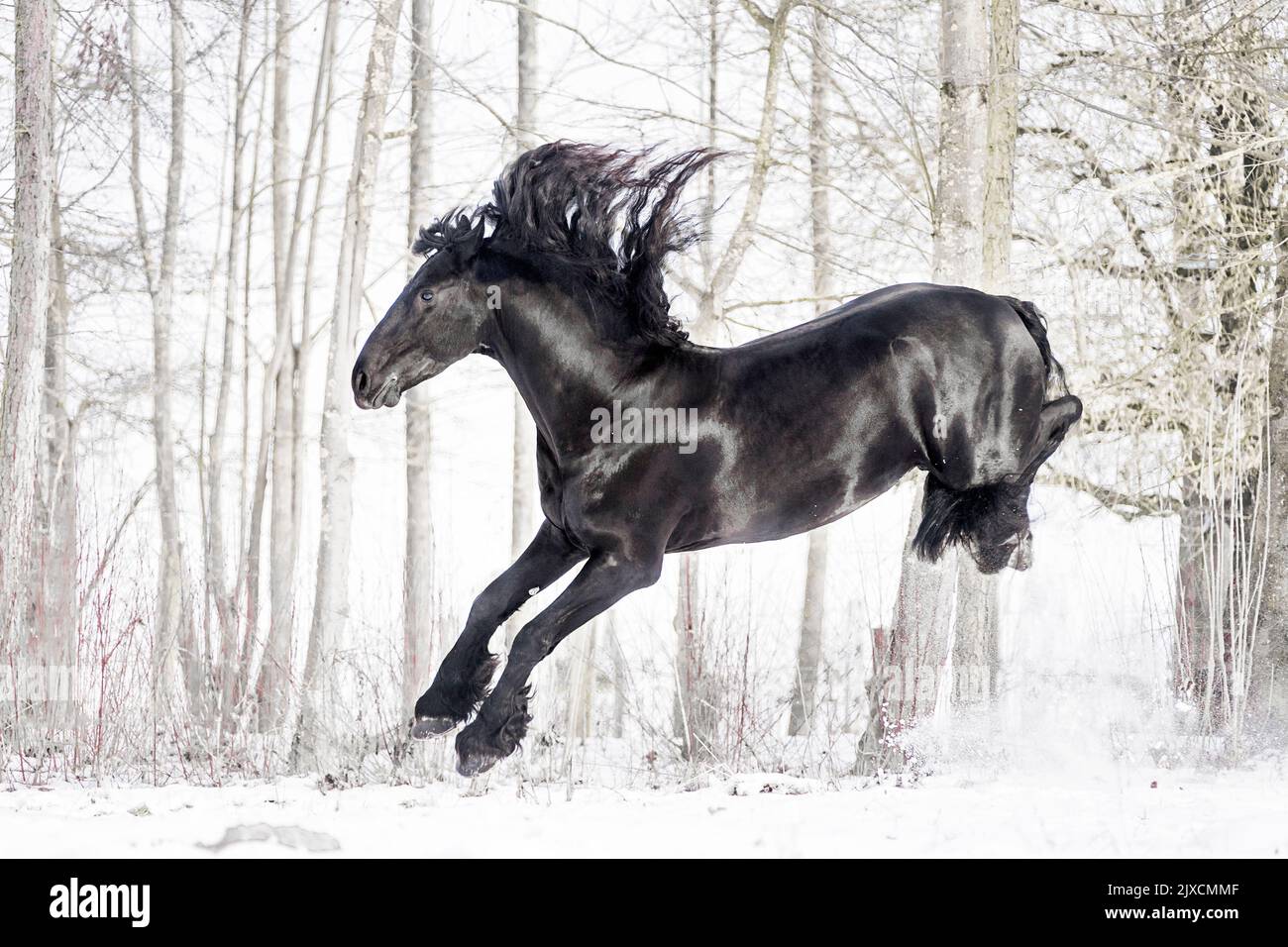 Cavallo Frisone. Stallone calci su un pascolo nevoso, Austria Foto Stock