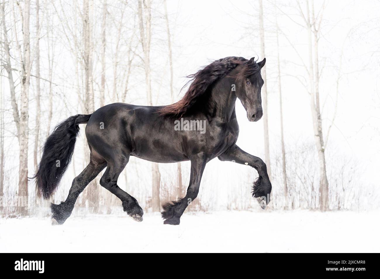 Cavallo Frisone. Stallone trotto su un pascolo nevoso, Austria Foto Stock
