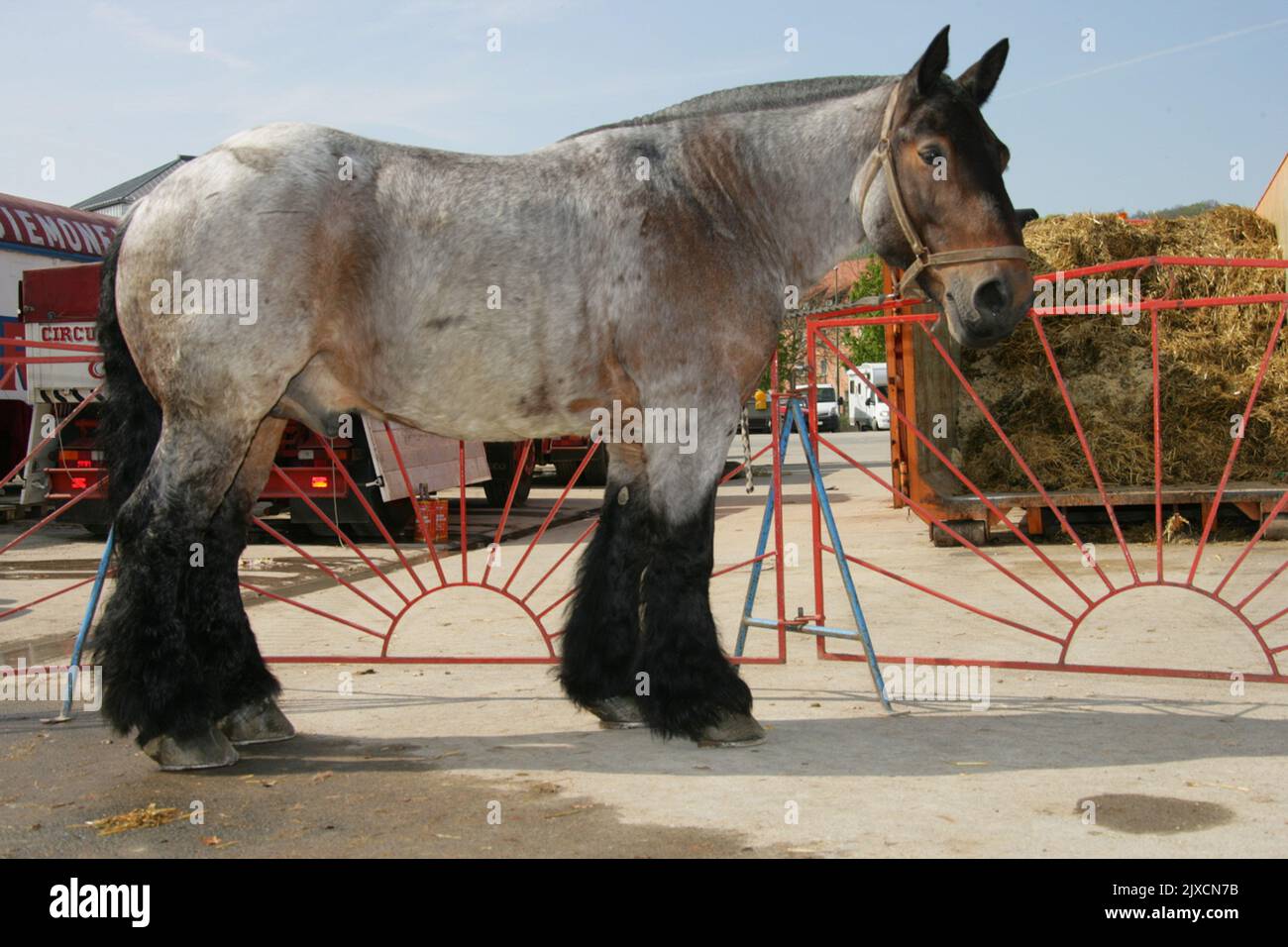 Progetto belga cavallo. Ritratto di adulto nero nel cablaggio con collare. Germania Foto Stock
