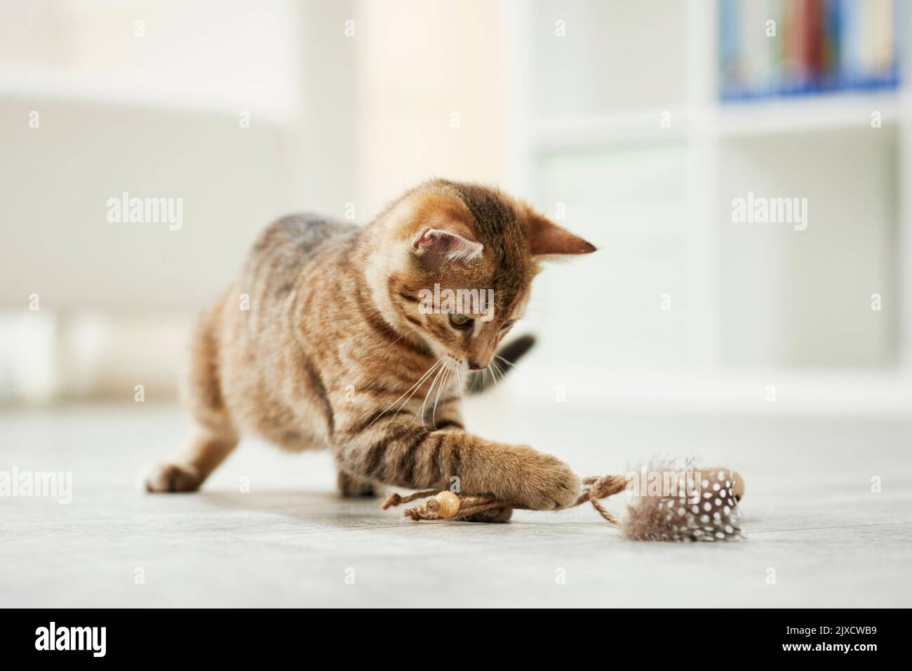 Gatto domestico. Un gattino da tavola gioca con un giocattolo. Germania Foto Stock