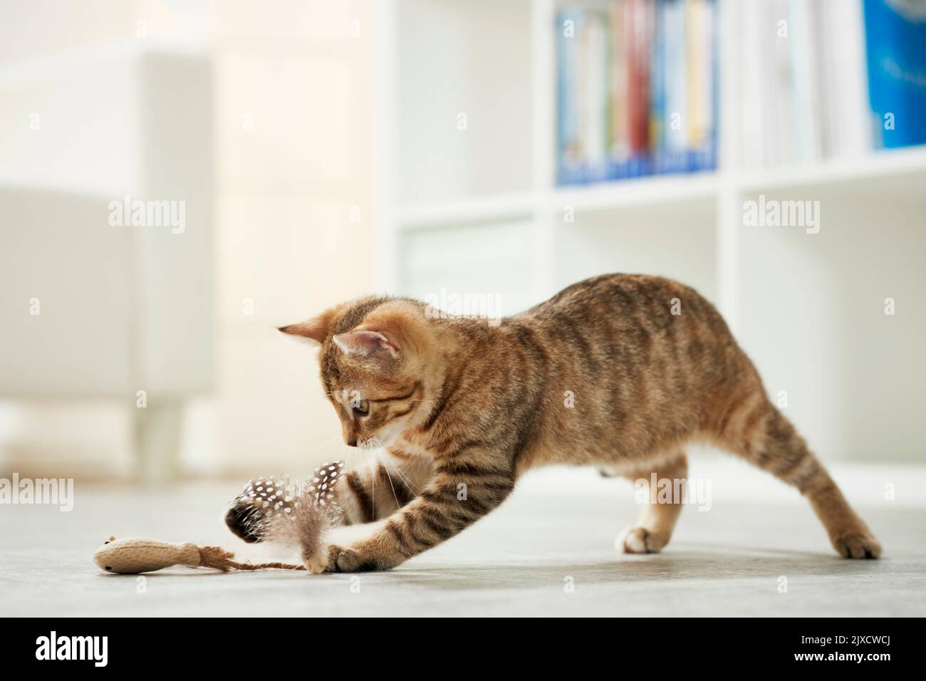 Gatto domestico. Un gattino da tavola gioca con un giocattolo. Germania Foto Stock