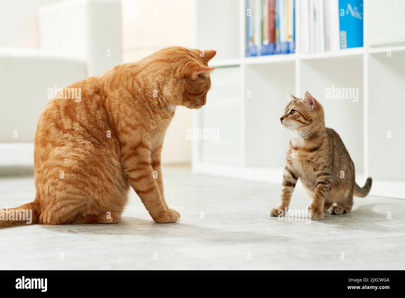 Gatto domestico. Un gattino da tabby e un gatto adulto si conoscono. Germania Foto Stock