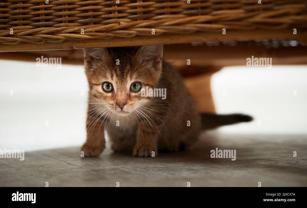 Gatto domestico. Un gattino da tavolo che si nasconde sotto la sedia di vimini wa. Germania Foto Stock