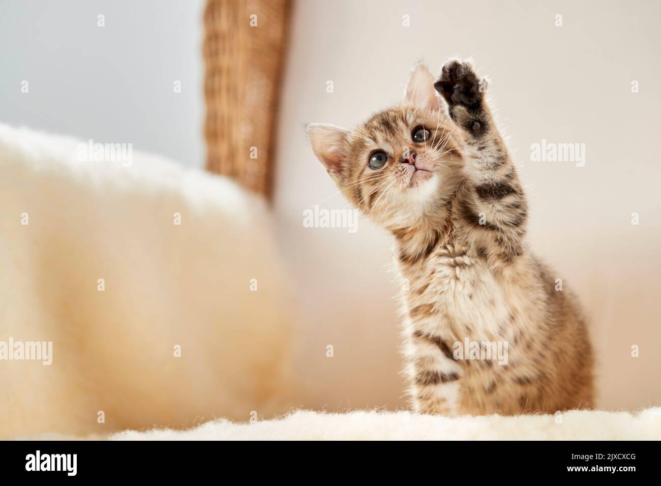 Gatto domestico. Gatto domestico. Un gattino da tavolo con zampa anteriore sollevata su una sedia in vimini con pelle di agnello. Germania Foto Stock