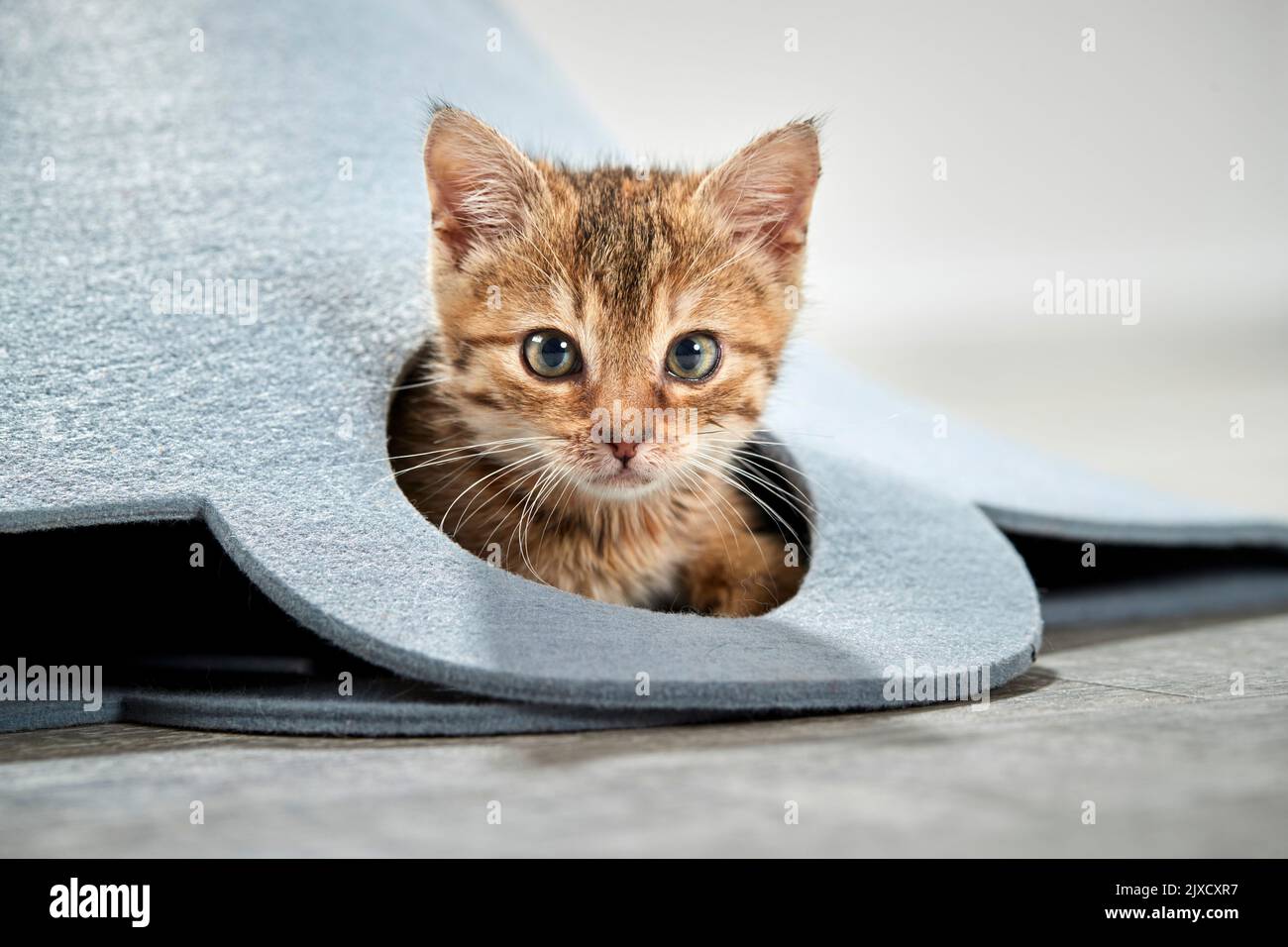Gatto domestico. Un gattino da tabby guarda fuori da una borsa di feltro, Germania Foto Stock