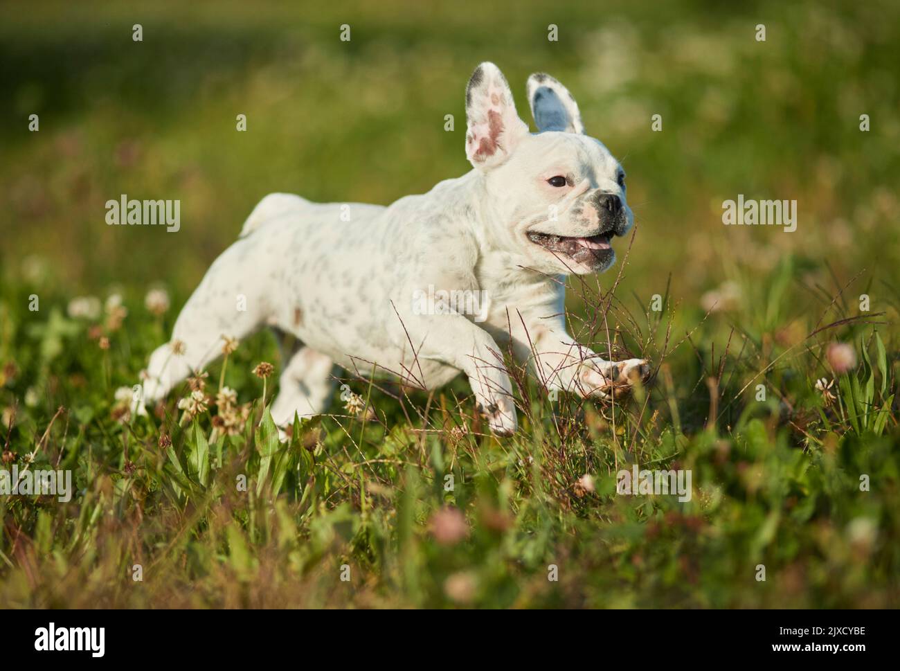 Bulldog francese, Puppy che corre in un prato. Germania Foto Stock