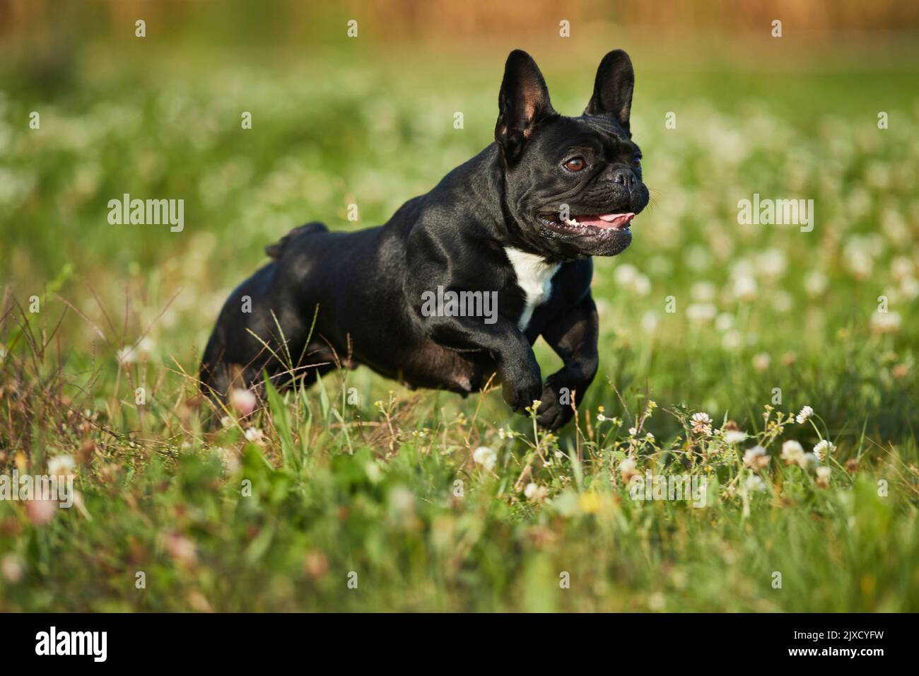 Bulldog francese, Puppy che corre in un prato. Germania Foto Stock