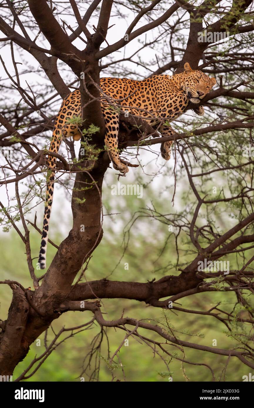 uomo selvatico leopardo o pantera o panthera pardus fusca dormire su tronco di albero o ramo in fondo naturale monsone verde nella foresta o l'india centrale Foto Stock