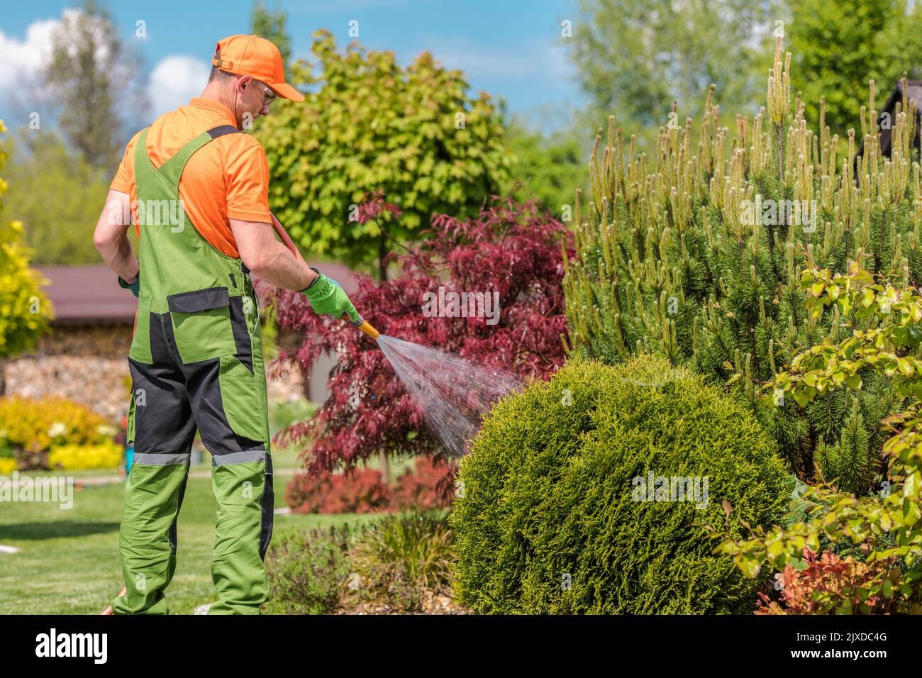 Caucasian Medio invecchiato Giardiniere in uniforme verde e tappo arancione innaffiatura piante con tubo da giardino per mantenerli idratati durante le calde giornate estive. Giardino C Foto Stock