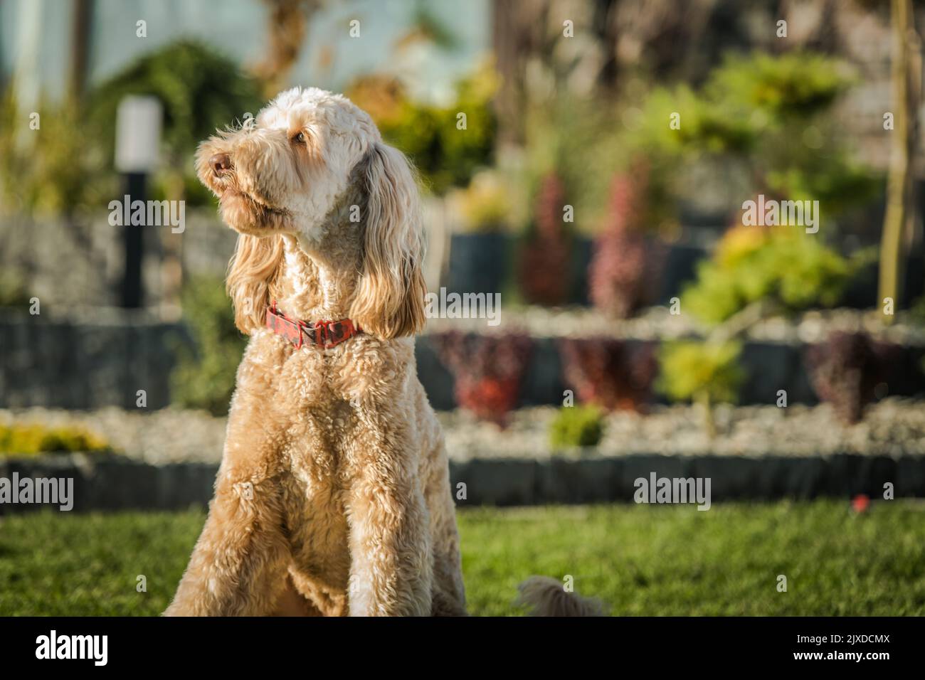 Ritratto Foto di Goldendoodle Dog, razza ibrida di Poodle e Golden Retriever, seduto su prato in erba nel cortile e guardando avanti. Bellissima Los Angeles Foto Stock