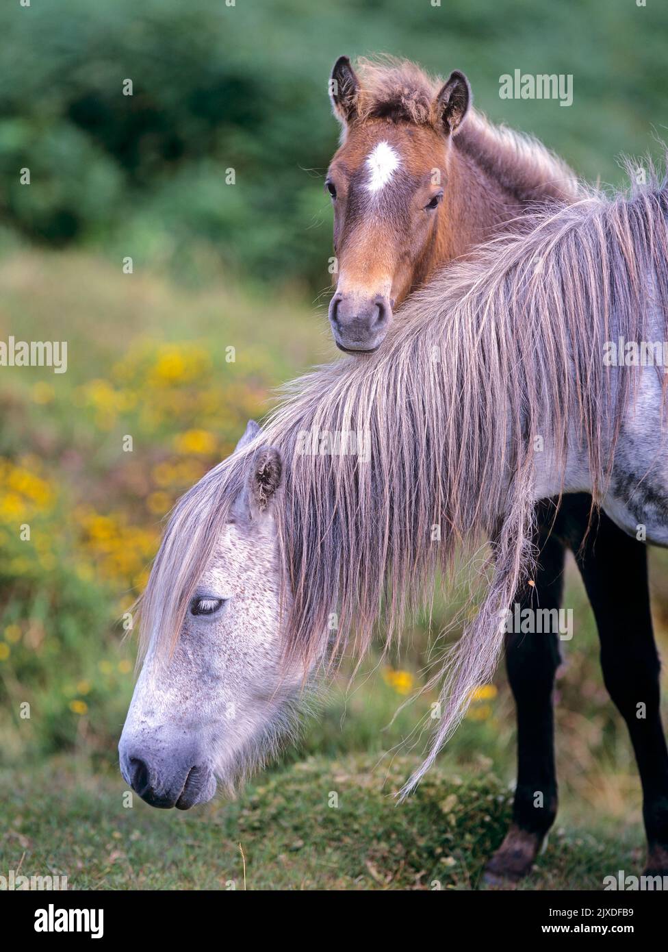 Pony Dartmoor a portata libera. Un nemico che si nasconde dietro la madre. Dartmoor National Park, Inghilterra Foto Stock