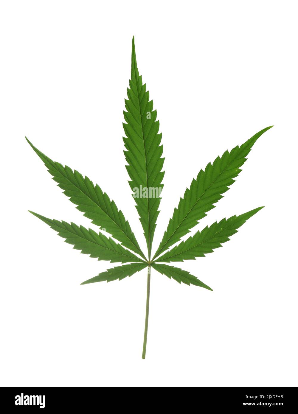 Canapa - Cannabis sativa Foto Stock