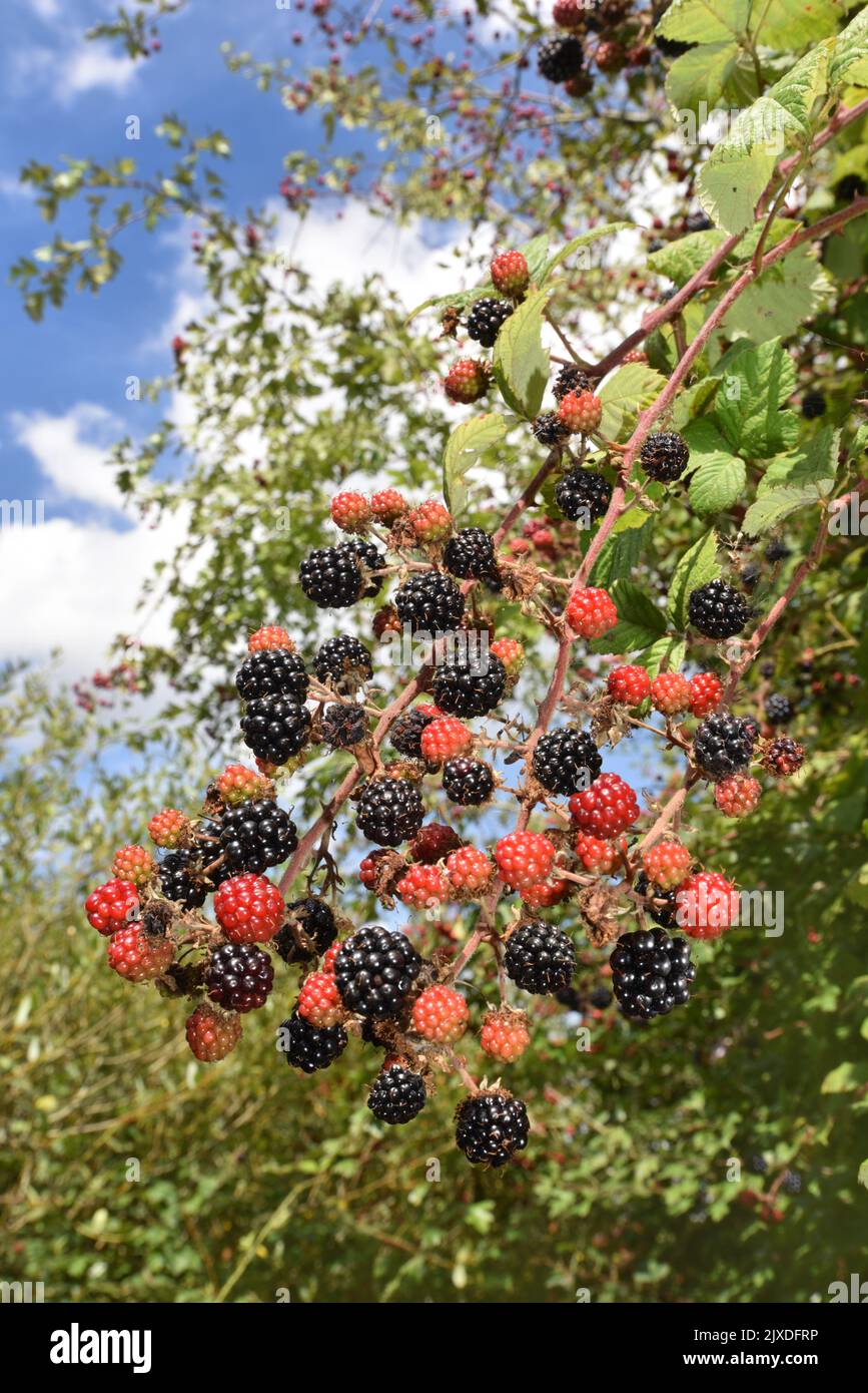 Rovo - Rubus fruticosus Foto Stock