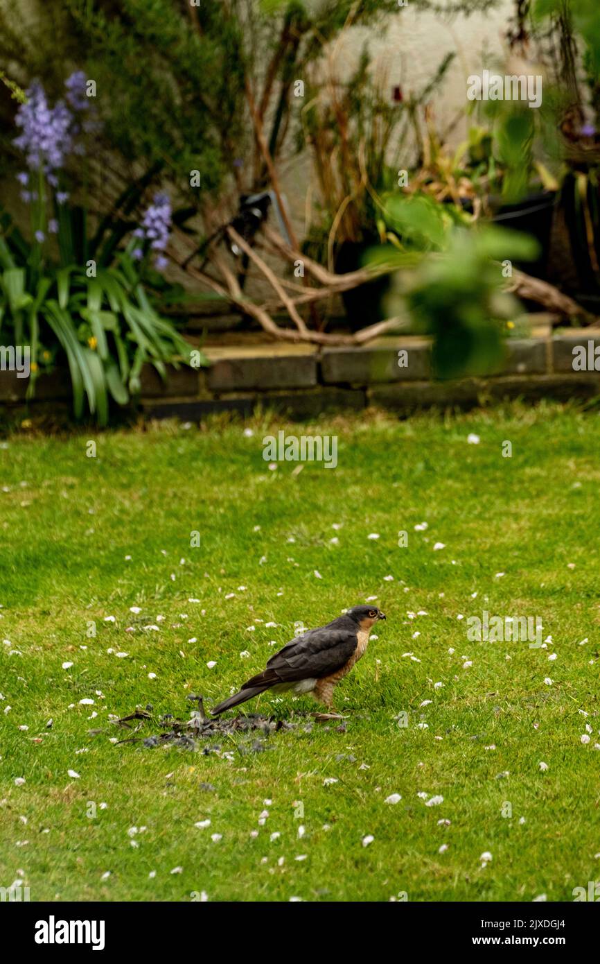 Sparrowwhawk eurasiatica, Accipiter nisus, sparrowwhawk settentrionale, nutrendosi in un giardino urbano londinese dopo aver preso preda Foto Stock