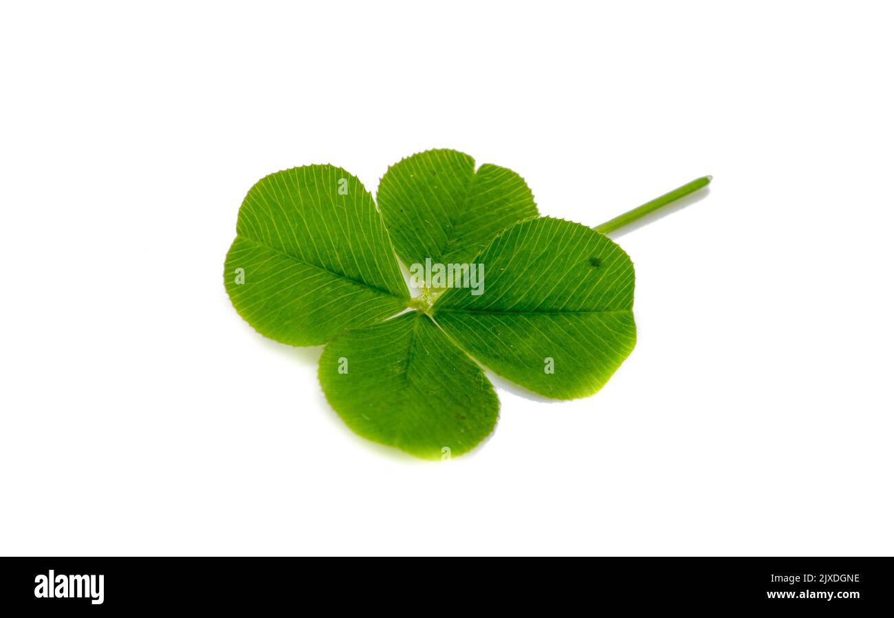 Quattro leaf clover isolati su sfondo bianco Foto Stock