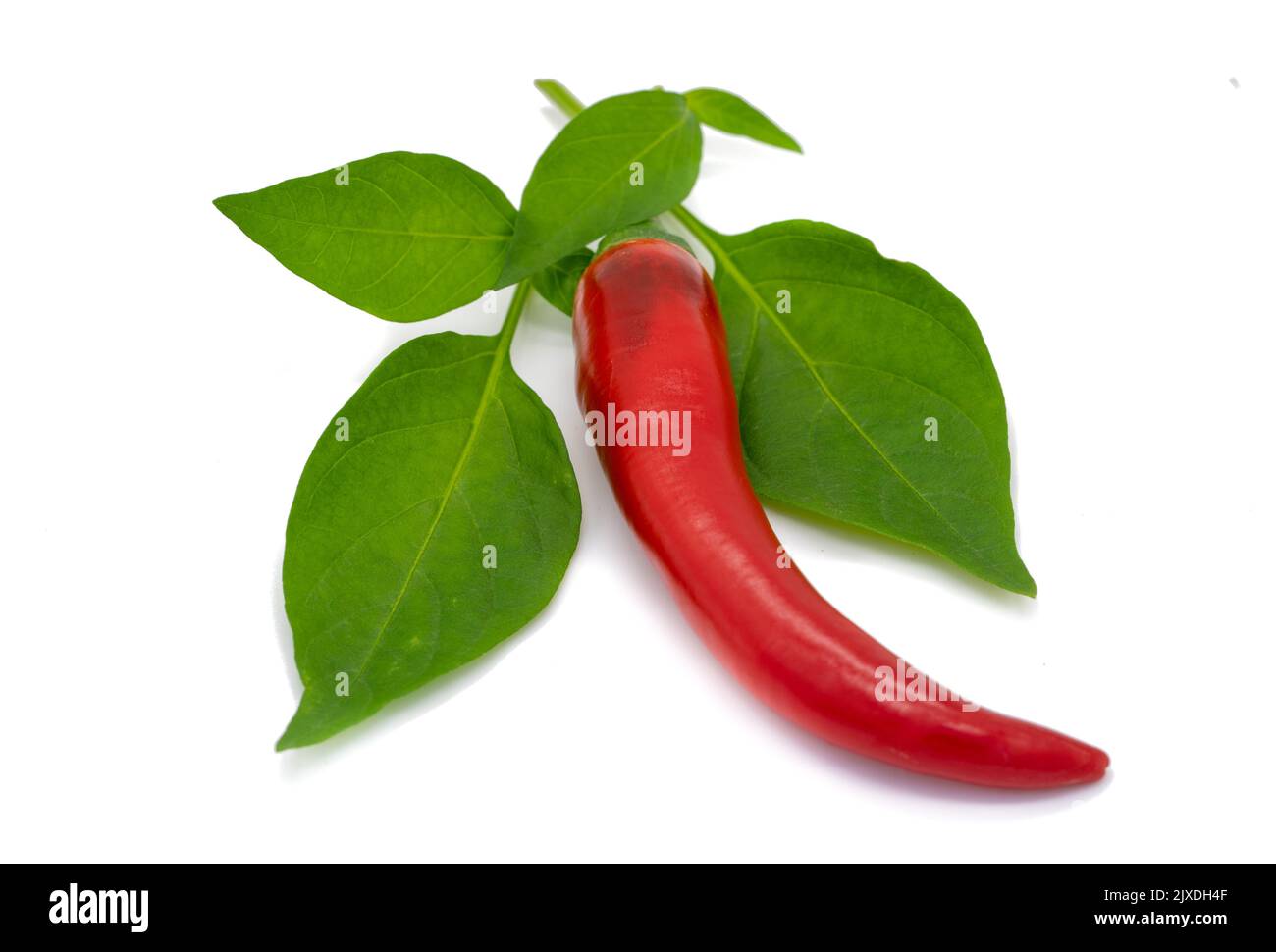 Chili isolato su sfondo bianco Foto Stock