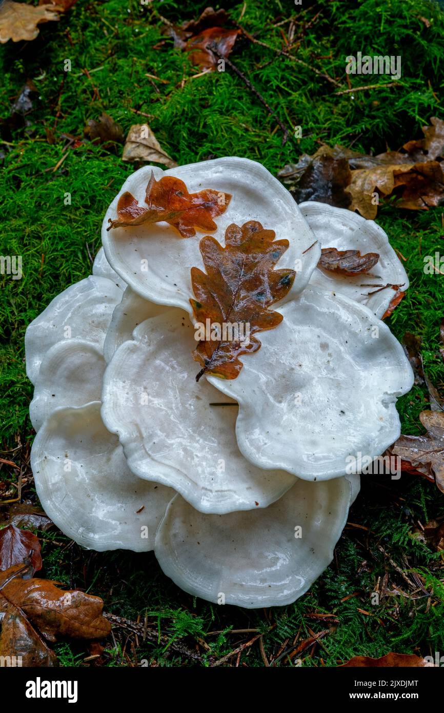 Corpi di frutta del Domecap Bianco (Leucocybe connata). Germania Foto Stock