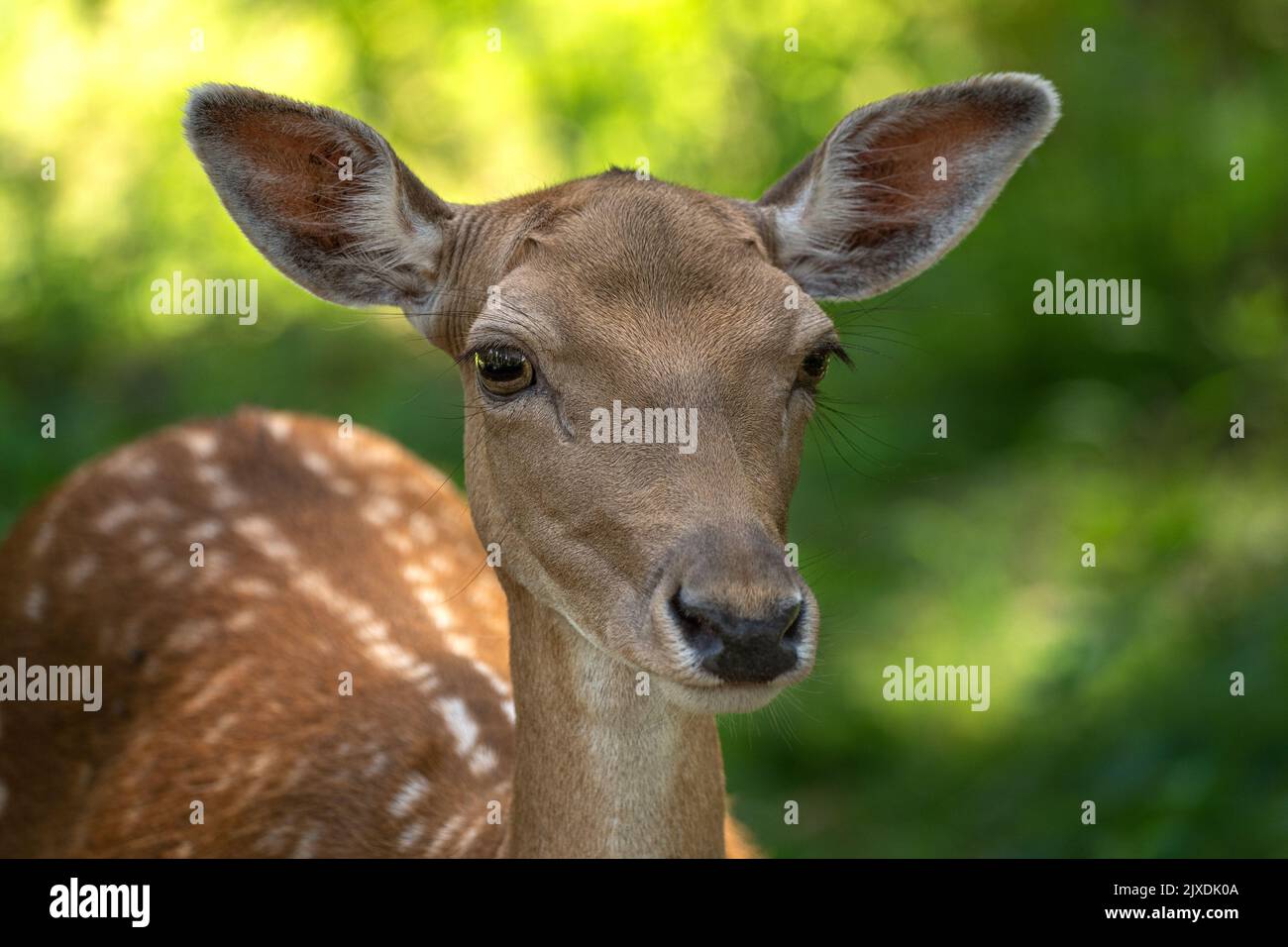 Primo piano della testa di un capriolo femmina Foto Stock