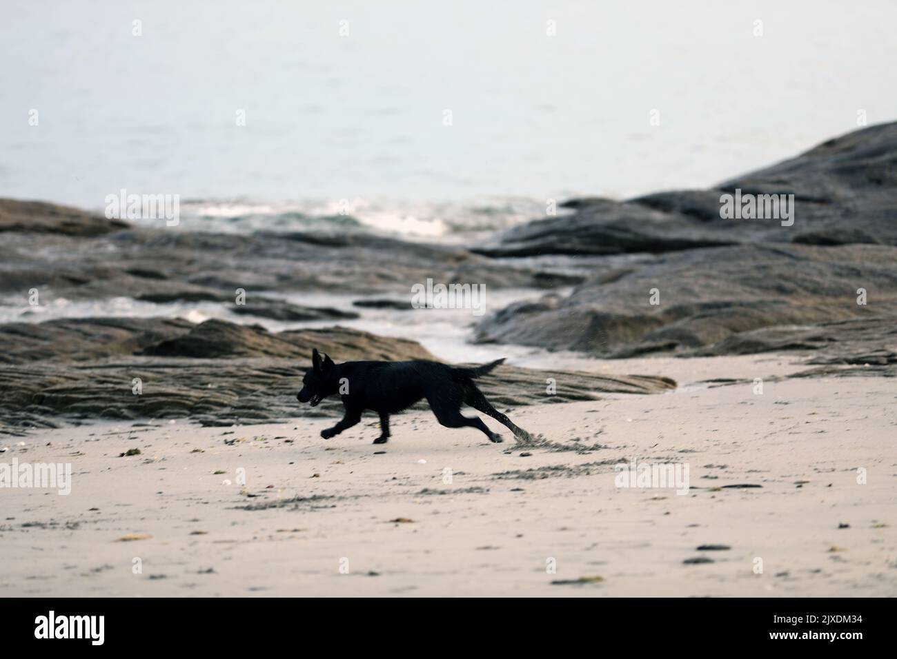 Cane sulla spiaggia e giocare in acqua Foto Stock