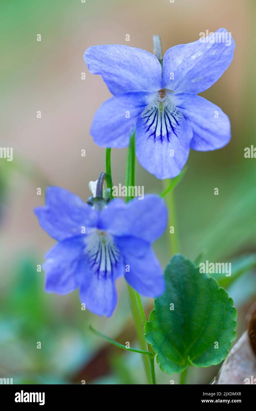 Viola cane comune (Viola riviniana), fioritura. Germania Foto Stock