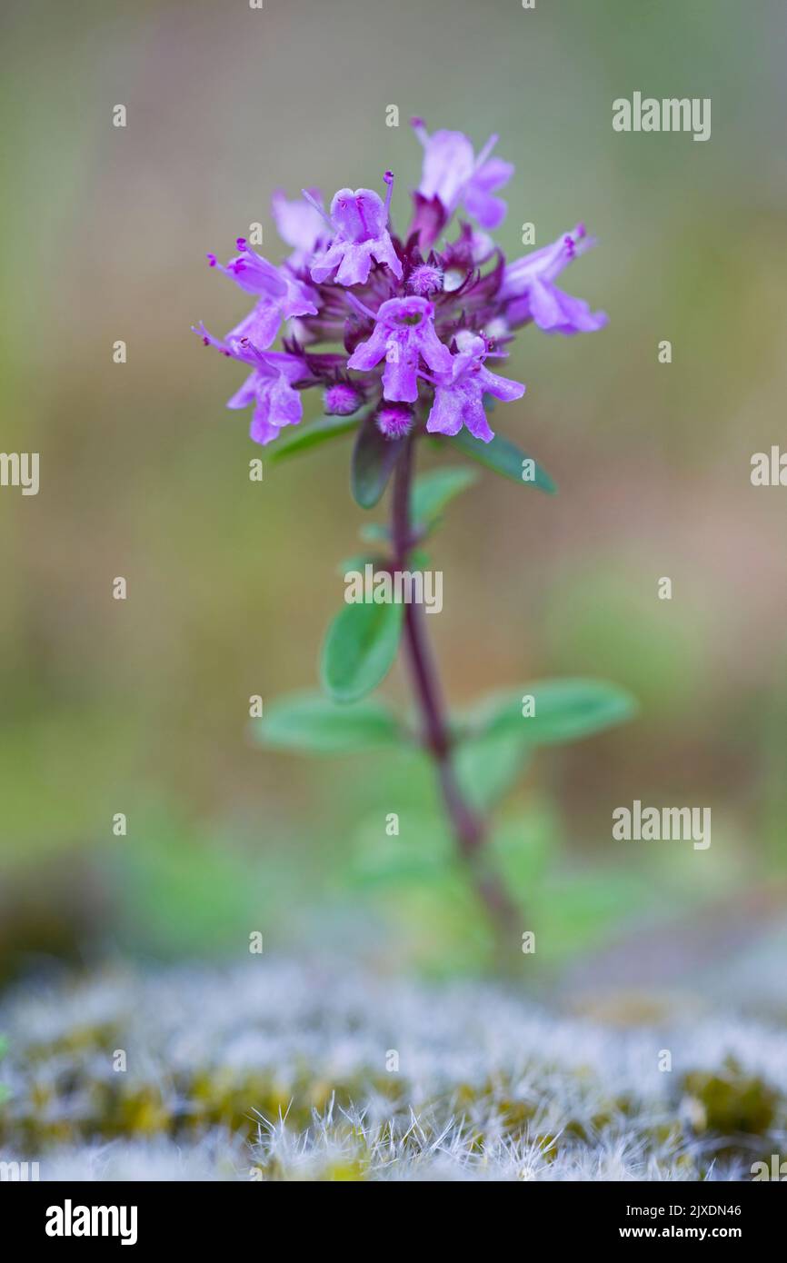 Thyme a foglia larga, Thyme al limone (Thymus pulegioides). Stelo fiorito. Germania Foto Stock